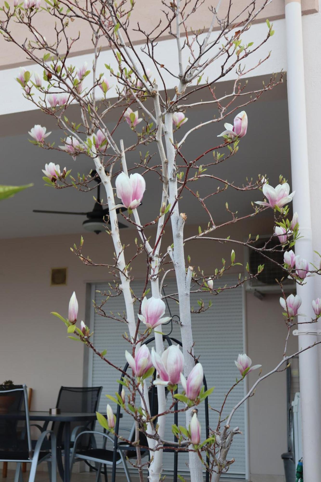 Lovely Studio With Beautiful Garden Kavala Exterior foto